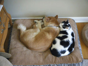 cat,dog,animals,bed,sleeping,curious,cuddle,shiba inu