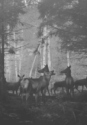 woods,black and white,animals,nature,weird,creepy,forest,doe