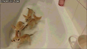 fox,time,bath,cubs,cub,baths,fennec,pontius