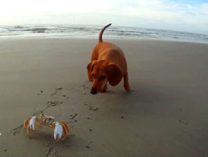 dachshund,cuteness,crabs,dog,puppies,roll over,dog s,dachshund s