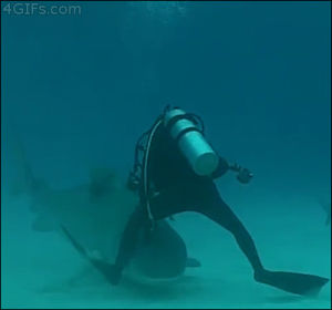 diver,animals,shark,close call,leg,living on the edge,scuba diver