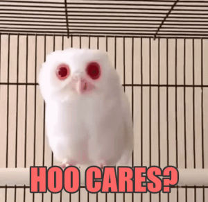 i dont care,who cares,owl,idc,chuber,albino owl,hoo cares