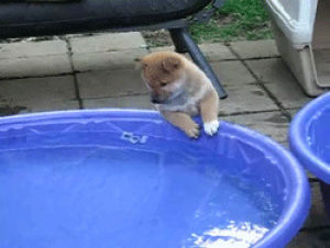 cute animal,cute,dog,animals,drinking,pool,playing,curious