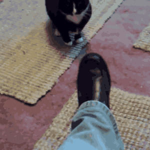 cat fight,cat,fight,funny cat,cat versus shoe
