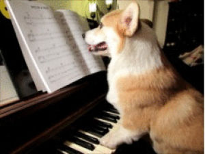 piano,dog,corgi