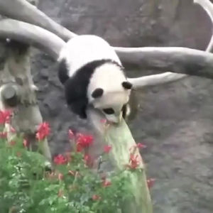 panda,tree,slide