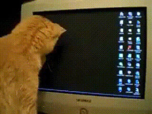mouse cursor,curious cat,mouse pointer,cat,pointer,video,kitty,playing,pet,screen,monitor,pet blog