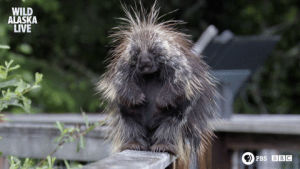 porcupine,funny,cute,animals,meme,bbc,bear,bbc one,wildlife,alaska,hungover,alaska live,prickly