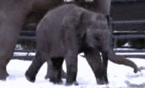 baby,snow,elephant
