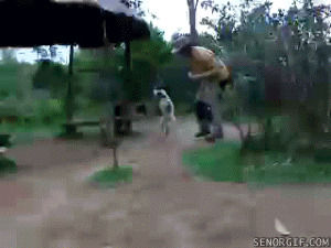 animals,man,monkey,jumping,hop,lemur