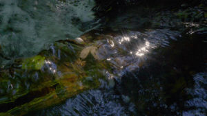 cinemagraph,stream,nature,water,stars,perfect loop,cinemagraphs,reflection,flow,videography,creek,living stills