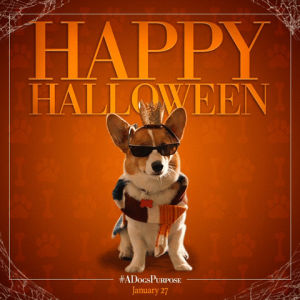 dogs,a dogs purpose,halloween,sunglasses,costume,puppies