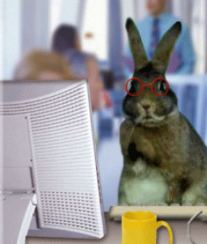 typing,computer,rabbit,working,working from home