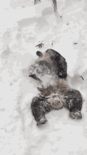 snow,panda