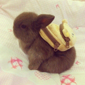 backpack,bunny,version