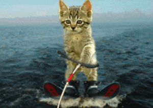lake,cat,skiing,large,waters