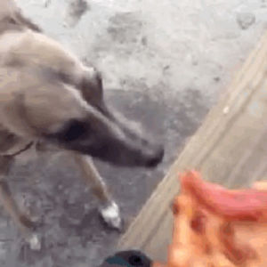 Pequeno cachorro filhote GIF - Encontrar em GIFER