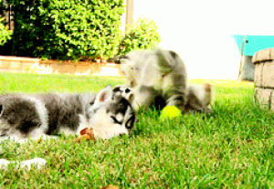 siberian husky,dog,animals,wrestling,puppy,sleep,husky,playful