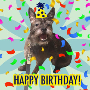 happy,birthday,party,happy birthday,dog