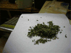 weed,drugs,marijuana,canabis,drug,smoke