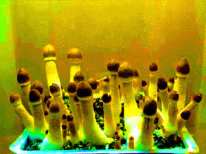 mushroom,growth,time,lapse