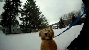 cute,dog,animals,snow,jump