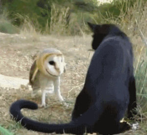 owl,black cat,cat,animal