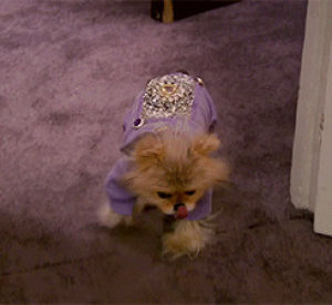 dog,lisa vanderpump,television,animals,puppy,real housewives,reality tv,clothes,rhobh,real housewives of beverly hills,jacket,modeling,sweater,kyle richards,giggy