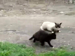 cats,fight