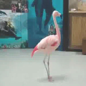 funny,dancing,animals,flamingos