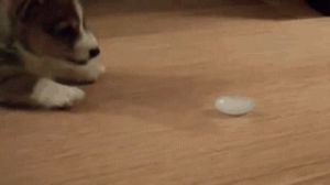 puppy,vs,ice