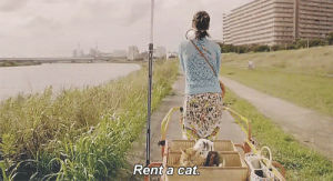 rent,cat