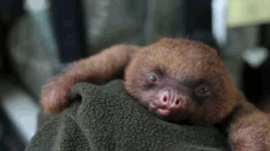 sloth,yawn