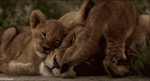 lion,wild,lion cub,animal,african