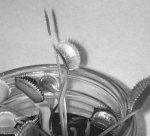 venus fly trap,black and white,sam cannon,sam cannon photography