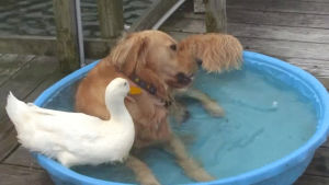 duck,dog,friends