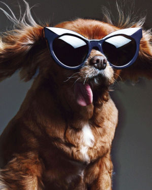 sunglasses,karen walker,animals,dogs,toast,mtv style