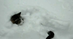 snow,cat,animal,animatedhobbes,waiting for godot,samuel beckett