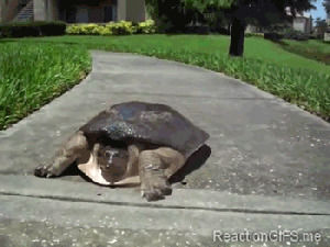 wtf,out of here,funny,lol,run,turtle,escape,run away