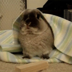 bunny,animals,eating,rabbit,blanket
