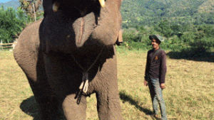 thailand,feeding,elephants