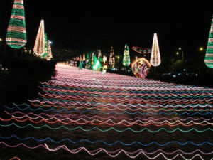 christmas lights,christmas tree,merry christmas,christmas,lights