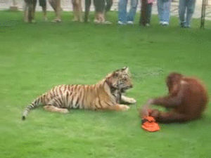 orangutan,tiger,vstiger