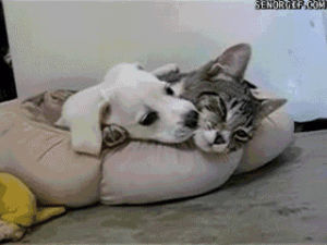 cat,puppies,cuddles,animal friendship
