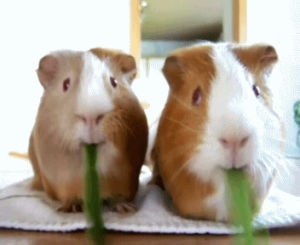 eating,vegetables,guinea pig,nom nom nom,celery,munching,guinea pigs,animals,cute,g pigs