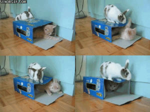 rabbit,cat,animals,kitty,shocked,playing,box,hiding