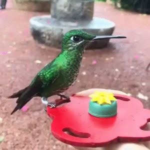 hummingbird,feeder,hummingbirds,slow,hand,costa,rica
