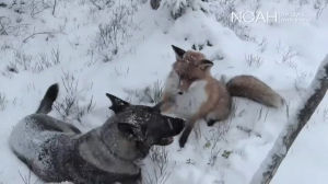 dog,fox,snow,playing