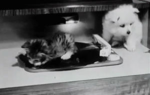 history,kitten,puppy,pets,turntable,record player,cat video,yahoo tech