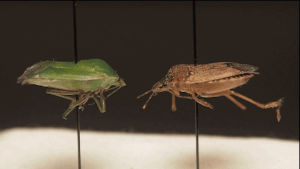insects,science,original,bugs,display,entomology,specimen,entymology